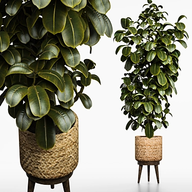 Ficus 2015 3D Model Render 3D model image 1 