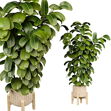 Ficus 3D Model V-Ray/Corona 3D model image 1 