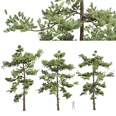 Detailed Pine Tree 3D Models 3D model image 1 