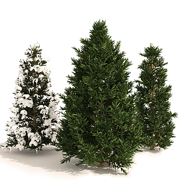 3 Fraser Fir Pine Trees 3D model image 1 