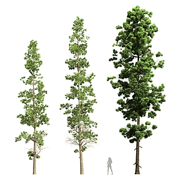 Exotic Fern and Pine Trees 3D model image 1 