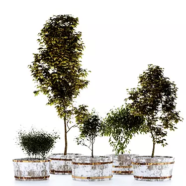 Outdoor Plant Set