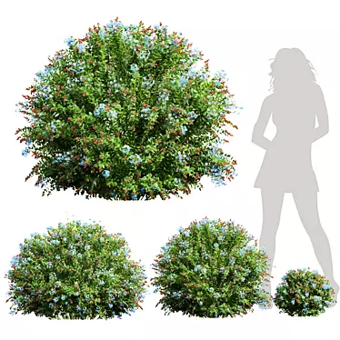 Plumbago Leadwort Plant Set 3D model image 1 