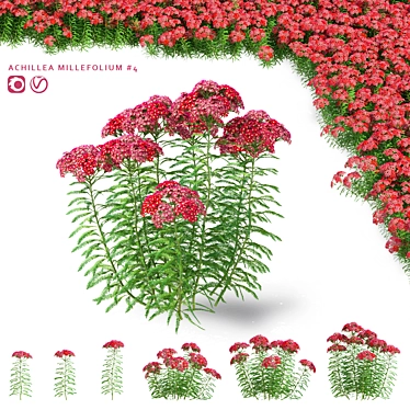 Achillea Millefolium Flower Collection 3D model image 1 