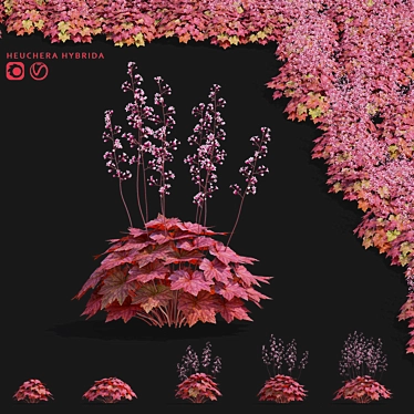 Hybrid Heuchera Flower Collection 3D model image 1 