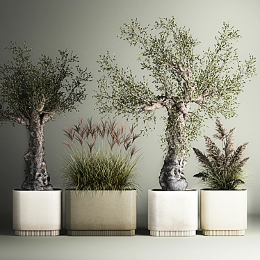 European Olive Collection in Concrete Planters 3D model image 1 