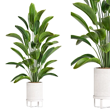 Modern Plant Collection 55 3D model image 1 