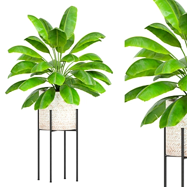 Botanical 3D Plant Models Set 3D model image 1 