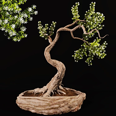 Corona Bonsai Plant 01 3Ds Max 3D model image 1 