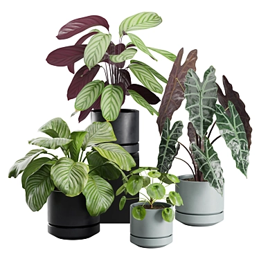 Exotic Indoor Plant Collection Pack 3D model image 1 