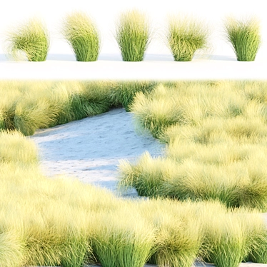 PBR Maram Grass 3D Model 3D model image 1 