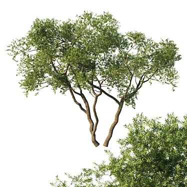 Premium Quercus Fusiformis 3D Model 3D model image 1 
