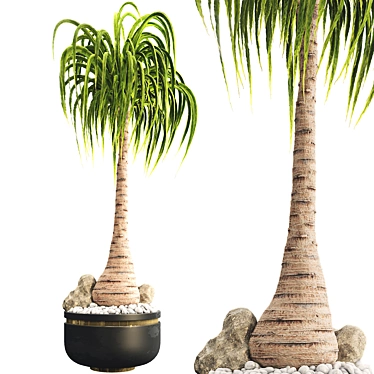 Exotic Ponytail Palm Tree Model 3D model image 1 