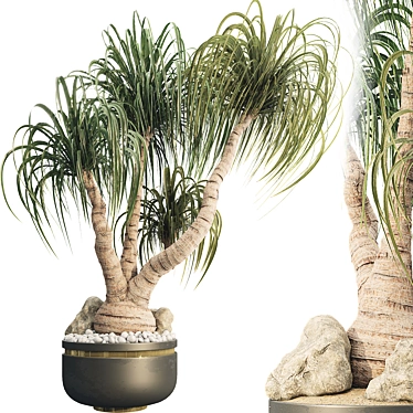 Sculptural Ponytail Palm Tree 3D model image 1 