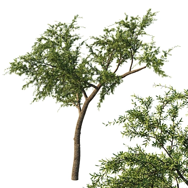 Quercus_Fusiformis_02 Model: 3D Tree Asset 3D model image 1 