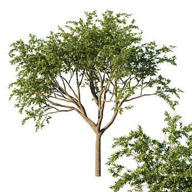 Fusiformis 04 Oak Tree Model 3D model image 1 