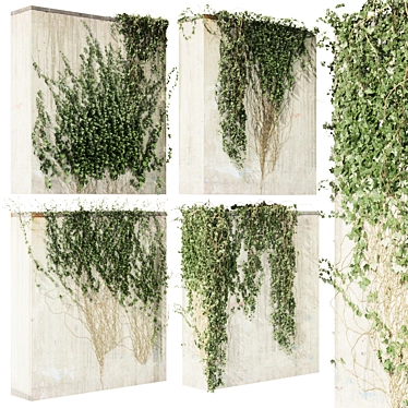 Quality Hedera Outdoor Plant Model 3D model image 1 