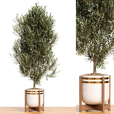 Corona Plant Collection 3D Model 3D model image 1 