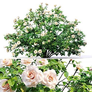 White Rose Bush 1.5m Height 3D model image 1 