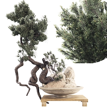 Modern Bonsai Tree 3D Model 3D model image 1 