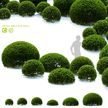 European Yew Ball Trees Set 3D model image 1 