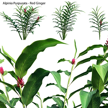 Versatile 3D Alpinia Plant Models 3D model image 1 