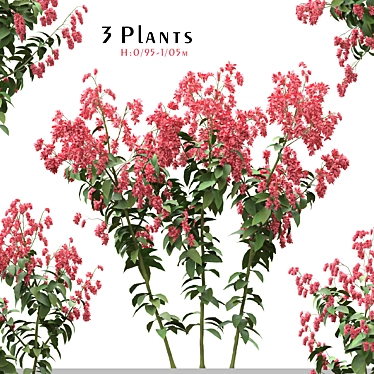 Set of Polygonum Orientale Plant ( Princes Feather ) ( 3 Plants )