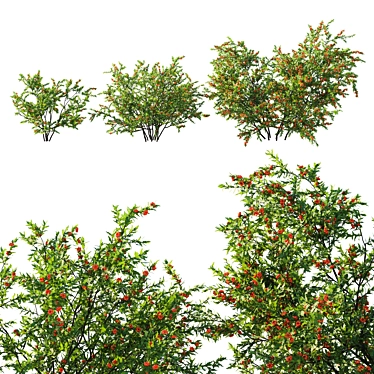 Tiny Sumac 3D Model 2016 3D model image 1 