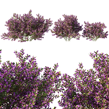 Variegated Prostanthera Ovalifolia 3D Model 3D model image 1 