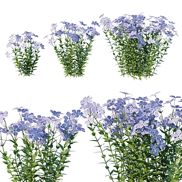 Wild Blue Phlox Flower 3D 3D model image 1 