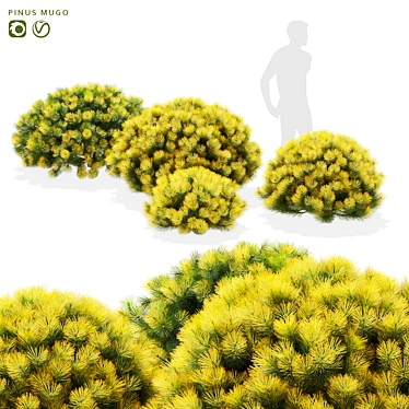 Mountain Pine Bushes 3D Models 3D model image 1 