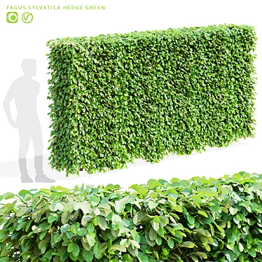 Live Beech Hedge Pack | 3D Models 3D model image 1 