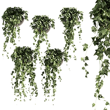 Hedera Hanging Indoor Ivy Plant 3D model image 1 