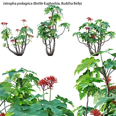 Versatile 3D Plant Models Set 3D model image 1 