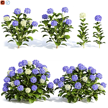 Russian Hydrangea Flowers Bouquet 3D model image 1 