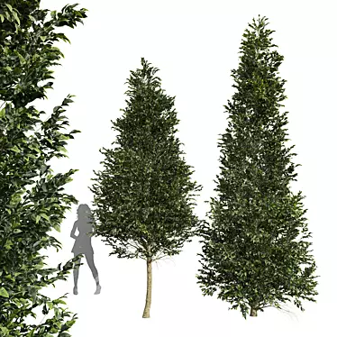 Carpinus Betulus Tree Models Set 3D model image 1 