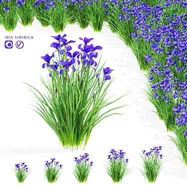 Siberian Iris 3D Models Collection 3D model image 1 