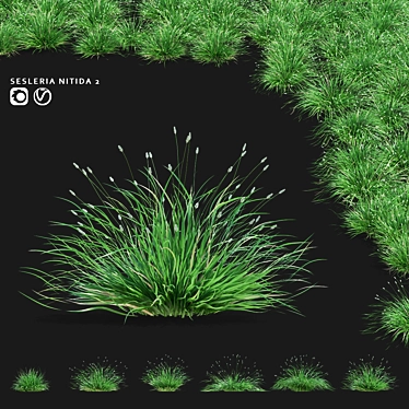 Glistening Decorative Grass Collection 3D model image 1 