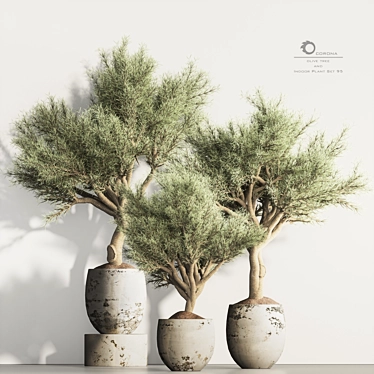 Olive Tree Indoor Plant Set 3D model image 1 