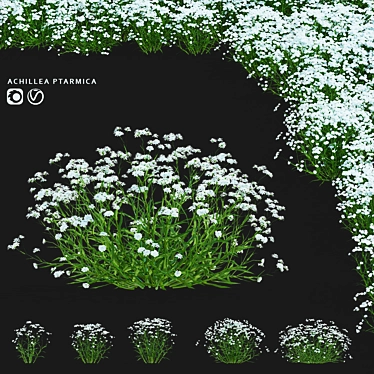 Achillea Ptarmica Flower Collection 3D model image 1 