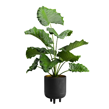 Giant Taro Indoor Houseplant Beauty 3D model image 1 