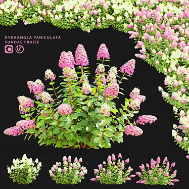 Pink Hydrangea Set for 3D 3D model image 1 