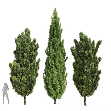 Italian Cypress 3D Tree Models 3D model image 1 