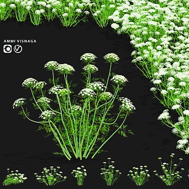 Ammi Visnaga Floral 3D Models 3D model image 1 