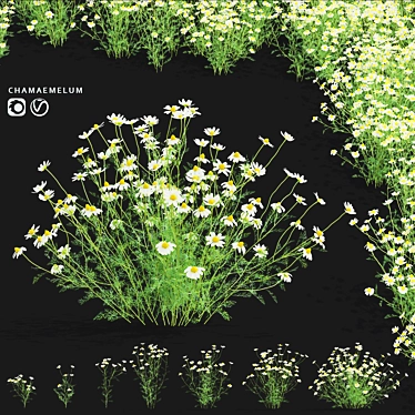 Chamomile Flower Set | 3D Models 3D model image 1 