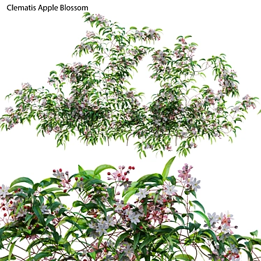 Clematis 3D Plant Models Solution 3D model image 1 