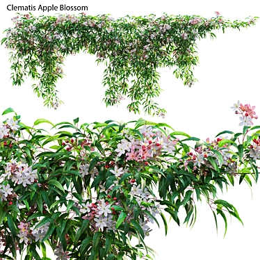 Complete 3D Clematis Plant Collection 3D model image 1 