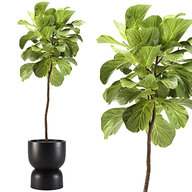 2015 Ficus Indoor Plant 3D 3D model image 1 