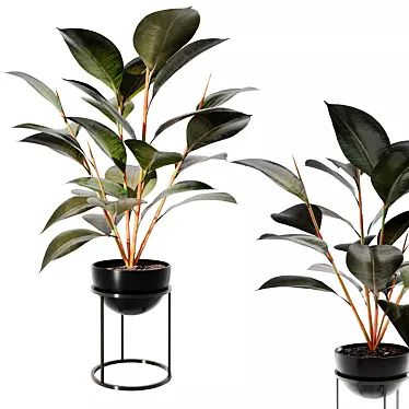 Rubber Ficus Plantacle 3D model image 1 