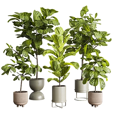 Ficus Lyrata Set in Concrete 3D model image 1 